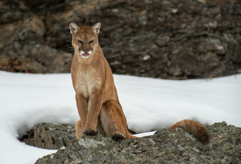 Mountain lion in winter snow