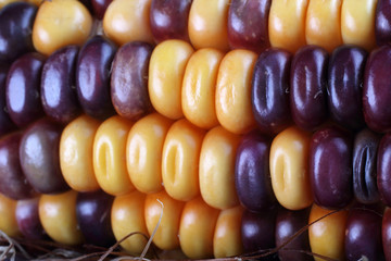 Colorful corn background