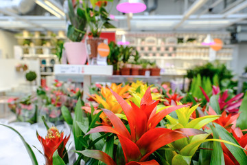 Blossom of pink Guzmania Bromelia. Sale. Pot plants, indoor plants, tropical plants. Several plants are located in the photograph. Guzmania Bromeliad Closeup. Use as background