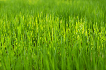 Fototapeta na wymiar close up of a rice plant growing in a field with sun light, horizontal view