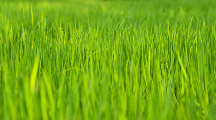 close up of a rice plant growing in a field with sun light, horizontal view