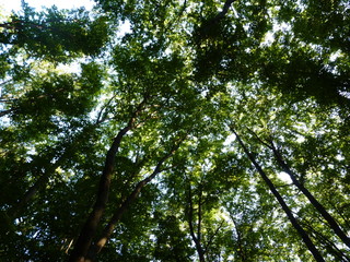 Fototapeta premium Tree silhouettes in the forest