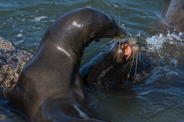 Obraz premium Steller Sea Lions growling