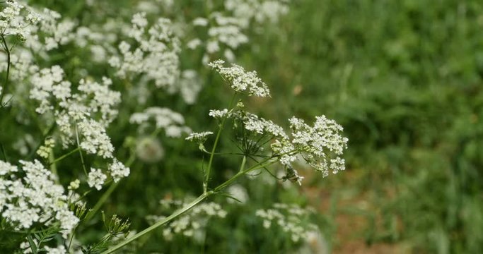 white blooming flowers hemlock poisonous plant