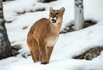 Mountain lion in winter snow