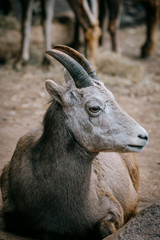 Porträt von einem weiblichen Dickhornschaf (Ovis canadensis)