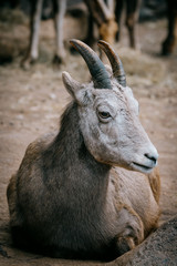 Porträt von einem weiblichen Dickhornschaf (Ovis canadensis)