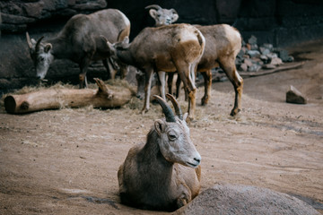 Obraz premium Liegendes weibliches Dickhornschaf (Ovis canadensis) in einem Gehege