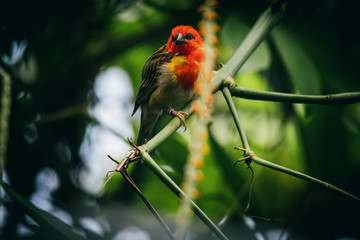 Männlicher Madagaskarweber (Foudia madagascariensis) im Prachtkleid
