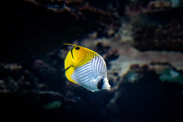 Fototapeta na wymiar Fähnchen-Falterfisch (Chaetodon auriga) in einem Aquarium