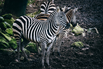 Fototapeta na wymiar Zebras in Kreisformation in einem Zoo im Winter