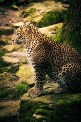 Fototapeta na wymiar Sri Lanka Leopard im Burger's Zoo in Arnheim, Niederlande