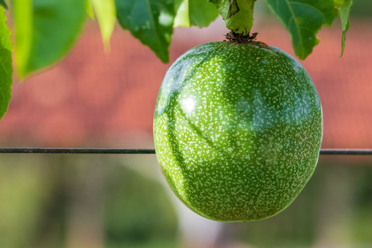Maracuj&aacute; verde sem agrot&oacute;xico.