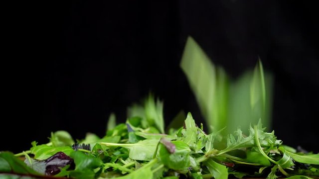 Slow motion shot of green salad mix falling on the table. Fresh salad with rucola, purple lettuce, spinach, frisee and chard leaf on black background