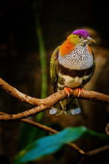 Männliche Prachtfruchttaube auf einem Ast sitzend