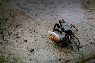 Winkerkrabbe am Strand eines Mangrovenwaldes