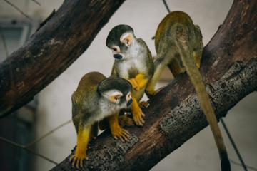Obraz premium Drei peruanische Totenkopfäffchen im Burger's Zoo (Arnheim, Niederlande)