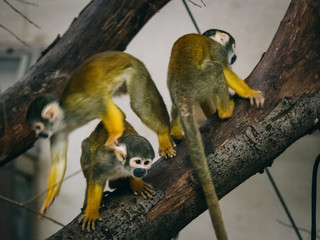 Drei peruanische Totenkopfäffchen im Burger's Zoo (Arnheim, Niederlande)