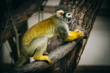 Einzelnes peruanisches Totenkopfäffchen im Burger's Zoo (Arnheim, Niederlande)