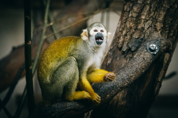 Einzelnes peruanisches Totenkopf&auml;ffchen im Burger's Zoo (Arnheim, Niederlande)