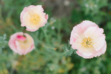 Delicate pink flower Elsholtzia growing in the garden in summer. Selective focus