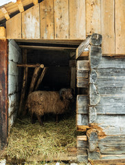 Ram in the stall of a wooden barn. Farm in Scotland