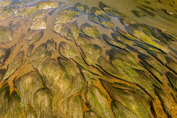 Wasserpflanzen im Rio Esla - Valencia de Don Juan