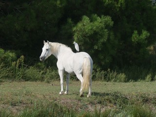 Obraz premium Biały koń Camargue pasący się z białą czaplą na grzbiecie