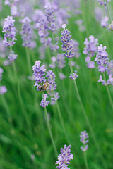 Delicate lilac lavender flowers in the garden in summer. A bee is sitting on a lavender flower. Selective focus
