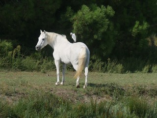 Obraz na płótnie Canvas Camargue white horse grazing with a white heron on its back