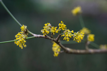 Nature OutdoorBlüte Pflanze