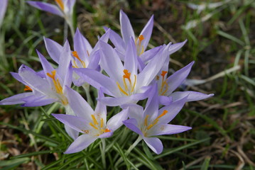 Violette Krokusse - first spring flower - Crócus neapolitánus