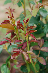 Young stems of garden roses affected by aphids