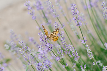 A butterfly drinks nectar on a lavender flower in a lavender field