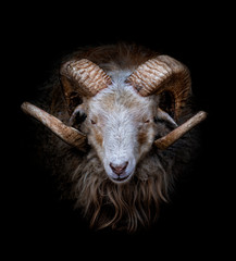 Ram with big and curved horns on a black background