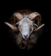 Selbstklebende Fototapeten Ram with big and curved horns on a black background © xyo33