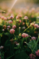 Clover in the garden 