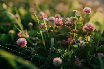 Clover in the garden