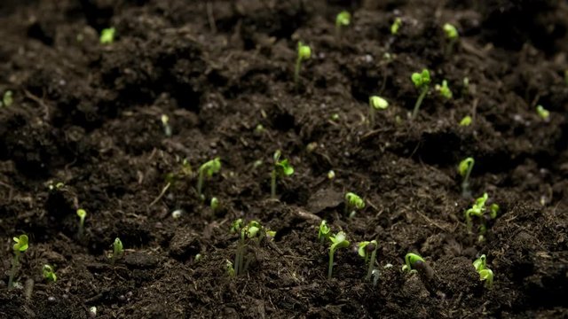 Close-up microgreens plants growing in timelapse, sprouts germination newborn cress salad plant in greenhouse agriculture