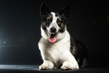 Dog looking to the side in the studio