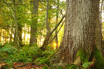 Obraz premium Frühling im Wald