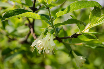 Flowering branch of honeysuckle. Spring flowers with selective focus.