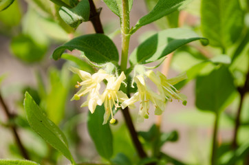 Blossoming branch apple. Bright colorful spring flowers with selective focus.