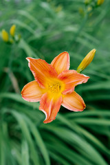 Obraz premium Beautiful orange daylily flower in summer in the garden