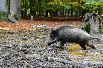 Wildschwein läuft durch Schlamm und Dreck