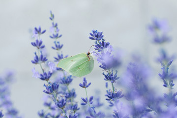 The lemongrass butterfly sits on a lavender flower and drinks nectar on a flower in a field