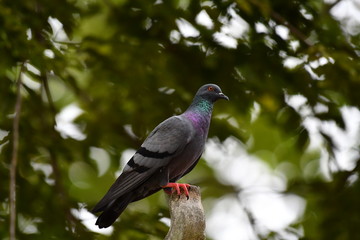 A large gray pigeon perched on a tall branch. Pigeons are used as a symbol of World Peace Day, which falls on the 21st of September every year.