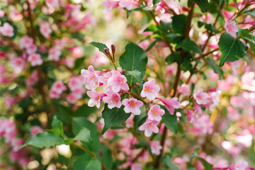 Fototapeta na wymiar Pink weigela flowers on a branch in the garden in summer. Selective focus