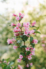 Pink weigela flowers on a branch in the garden in summer. Selective focus