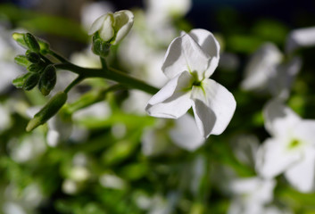 Obraz na płótnie Canvas Bouquet of fragrant white stock flowers (matthiola)